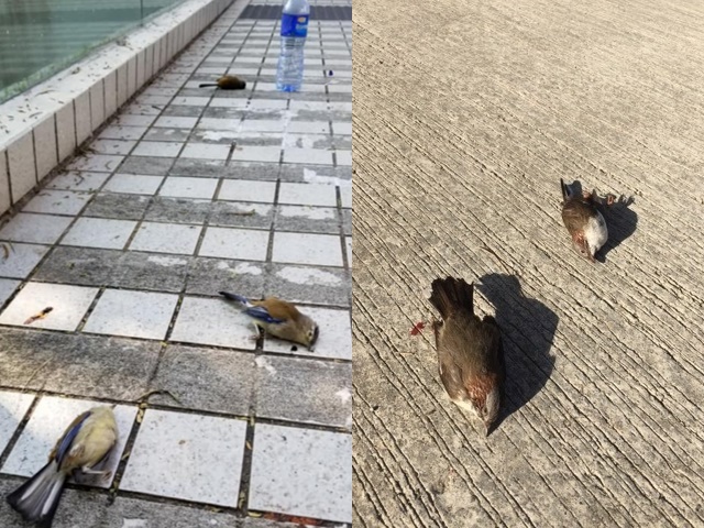 近日香港街头出现大量死亡雀鸟。左图为中大附近，右为沙田附近。 FB图