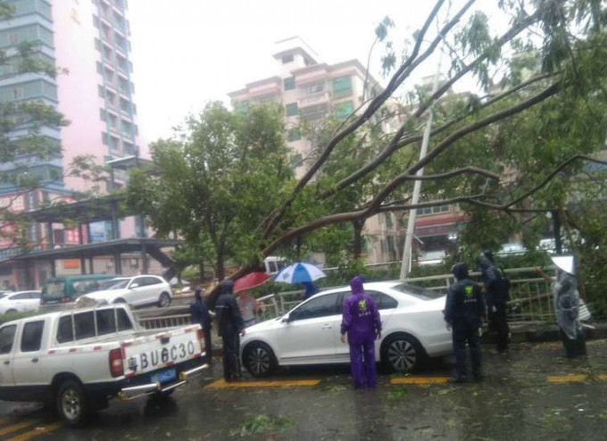 深圳市不斷有大樹被吹倒。網圖