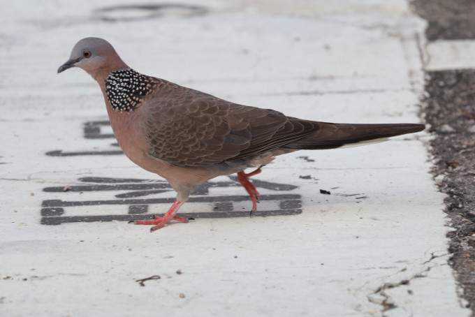 珠頸斑鳩。資料圖片