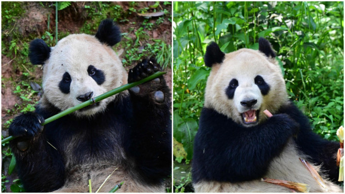 大熊猫「云川」(左)和「鑫宝」(右)。