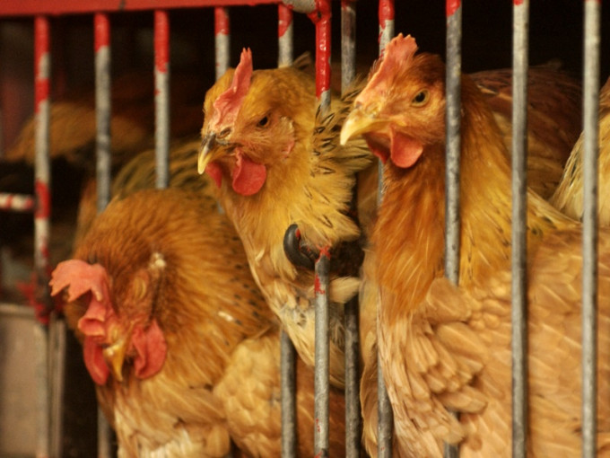 英国及法国部分地区爆发高致病性H5N1禽流感，本港暂停进口该些地区的禽类产品。资料图片（示意图）