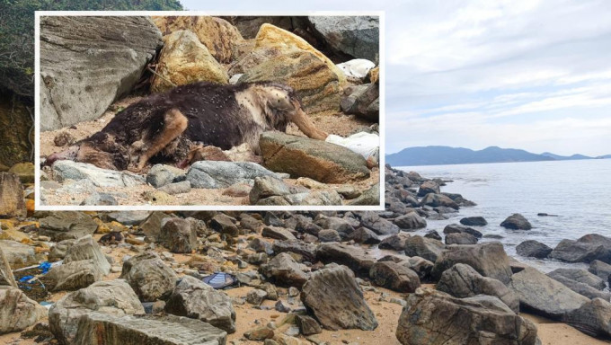 相思灣海灘的石灘位置發現狗隻屍體。梁國峰攝