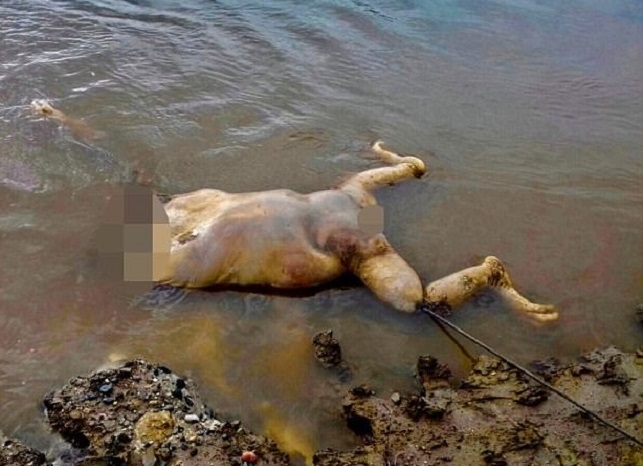 印尼婆罗洲一只猩猩被虐杀致死。 网上图片