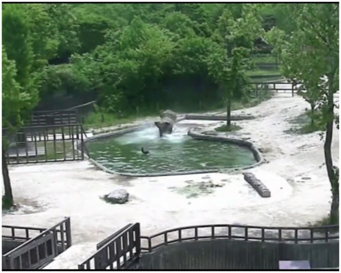 2头大象冲入池中拯救小象。片段截图