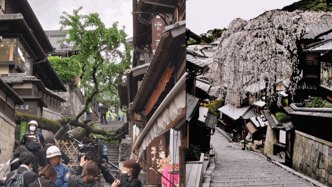 京都三年坂百岁樱花树倒塌，压伤62岁男教师。 X