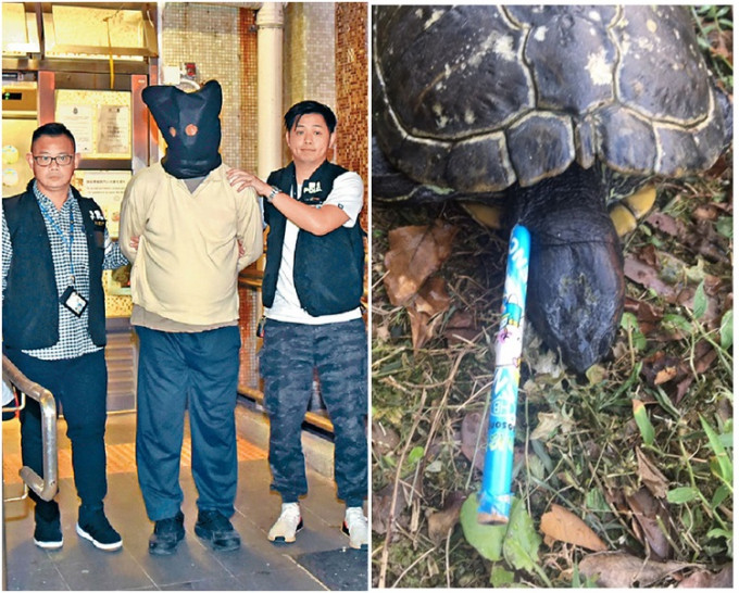图右，被铅笔插入的巴西龟。图左，被告被警方拘捕。