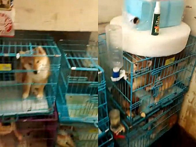 影片截图，3柴犬逼一笼内。香港动物报FB