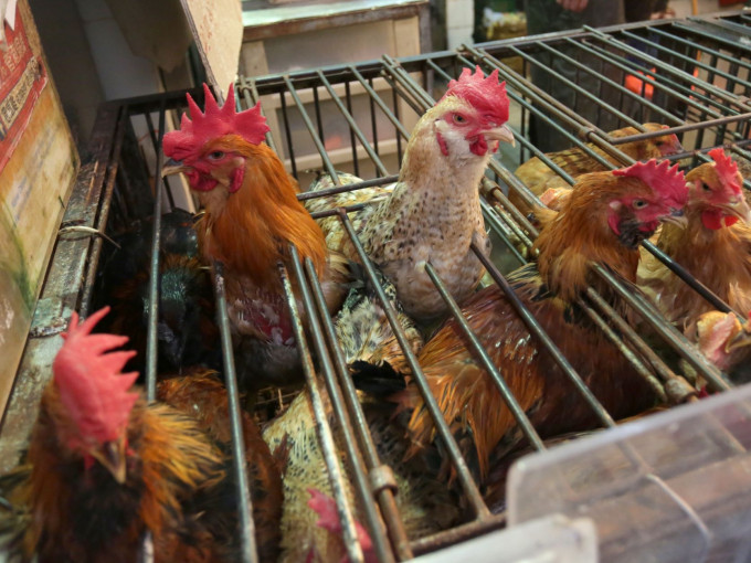 中心即时指示业界暂停相关地区进口禽肉及禽类产品。资料图片
