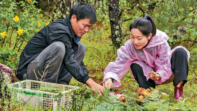 民众在云南大理采集牛肝菌。