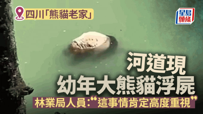 四川雅安河道發現幼年大熊貓浮屍。