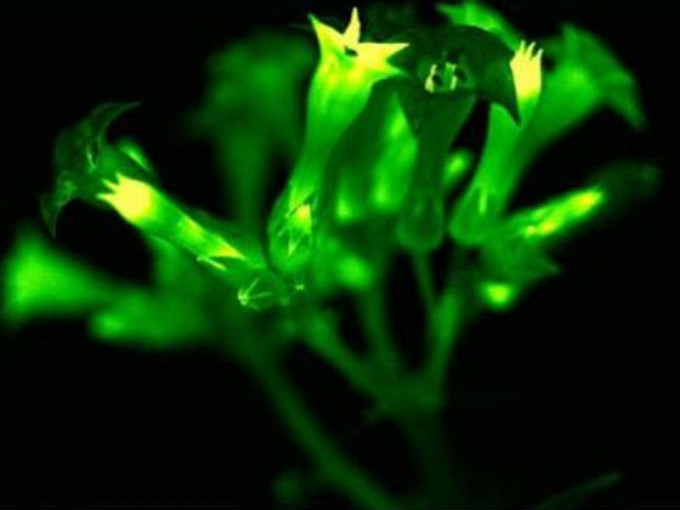 《阿凡達》成真，科學家研究出讓植物發光的方法。(網圖)