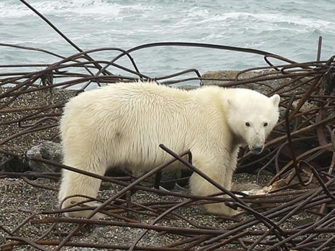 逾50只北极熊入侵俄村庄。网上图片