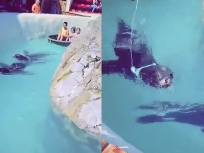 比利時動作公園內海豹為遊客拉船被指虐待動物。C'est assez Twitter 截圖