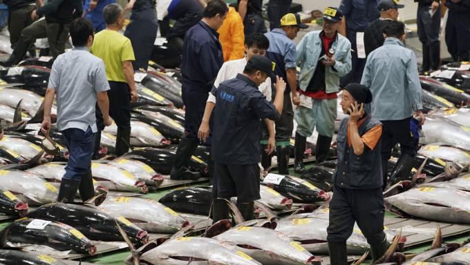 东京丰洲市场新年首投蓝鳍吞拿鱼以113万港元成交。AP资料图片