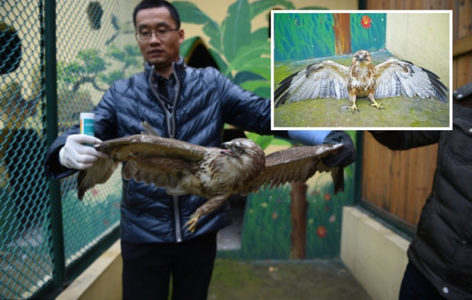 落难的大鵟被带到河南省野生动物救护中心治疗。网图