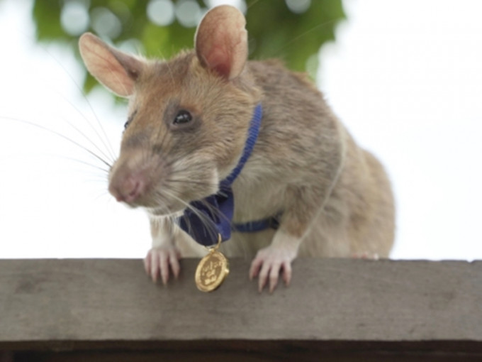 马加瓦是第一只获得这项殊荣的鼠类动物。PDSA相片
