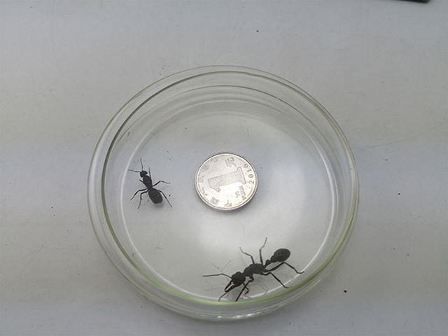 青島海關從來自澳洲的郵件中查獲大型螞蟻。網圖