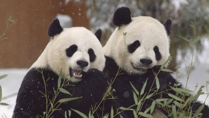 旅美大熊貓「美香」和「添添」。(網圖)