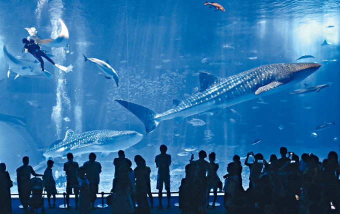 ■日本沖繩一個水族館內的鯨鯊。