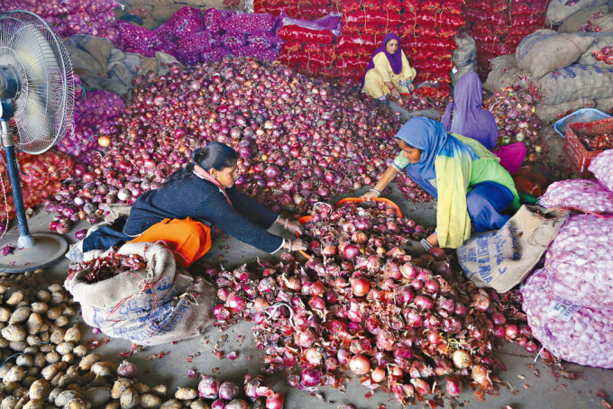 印度工人在查谟的洋葱批发市场，将洋葱分类。　