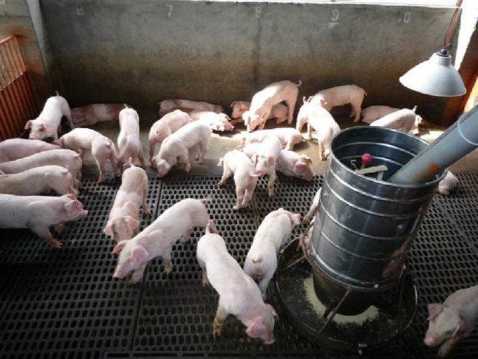 台湾农委会指非洲猪瘟疫情待观察至3、4月。网上图片