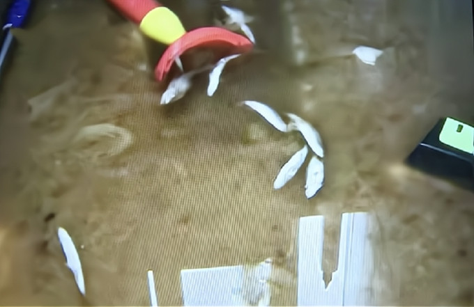 重庆居民屋内一地粪水兼有十几条鱼漂浮，怀疑去水道倒灌。网上图片