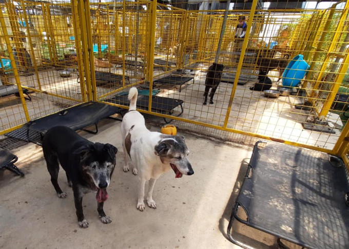 香港关爱动物庇护之家现时照顾约200只狗及20只猫。 受访者提供