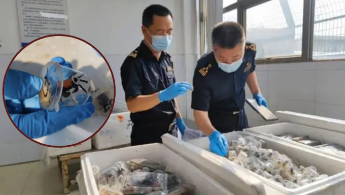 廣州海關查獲違規進口外來生物「惡魔蟹」，共5380隻。