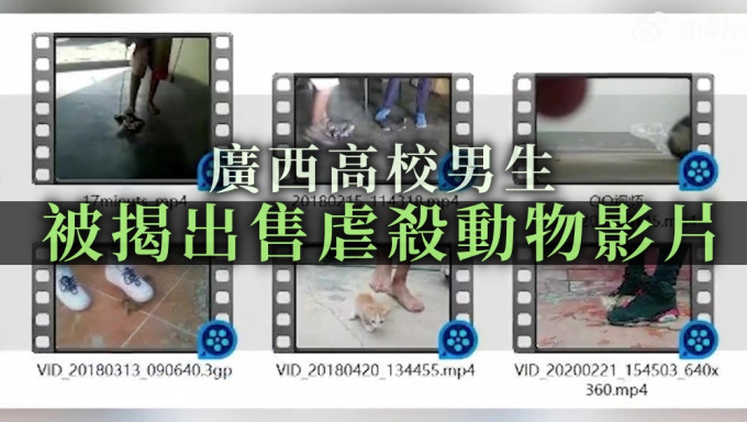 广西高校男生被揭出售虐杀动物影片。