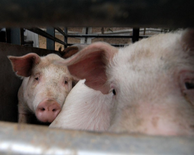 農業農村部表示，非洲豬瘟沒有流行蔓延。資料圖片