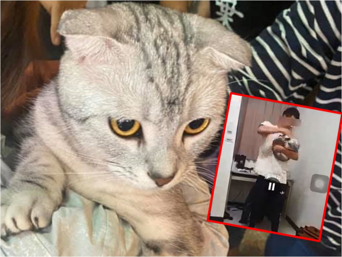 台中一名男大學生虐貓還拍片上網。FB群組「貓咪也瘋狂俱樂部」圖片