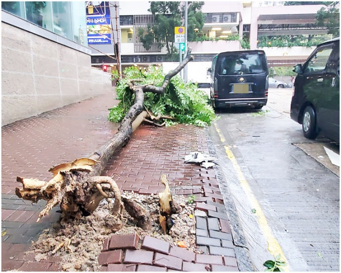 保安道與興華街附近，行人路上一棵約4米的樹木倒塌。