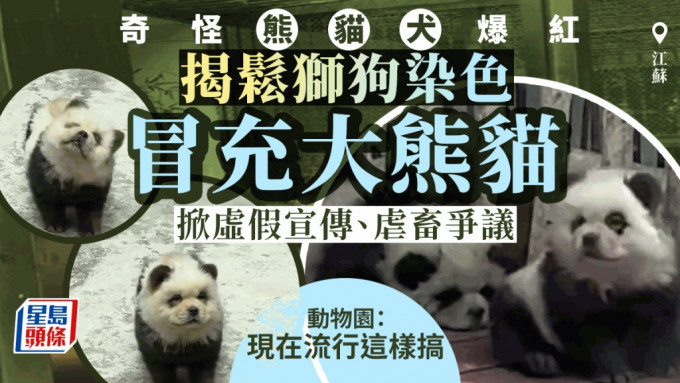 江苏泰州动物园松狮cos大熊猫，「熊猫犬见名会」意外大受欢迎。