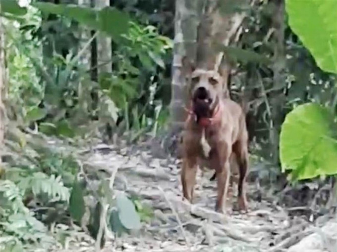 行兇的比特犬脖子上有頸圈疑遭人棄養。網圖