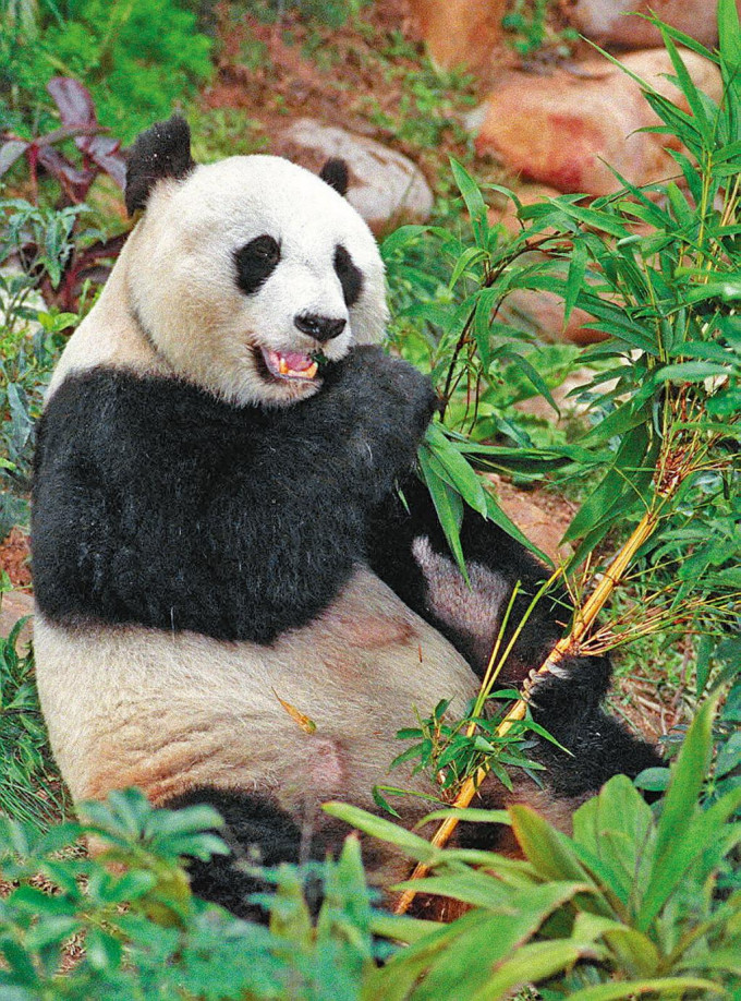 九九年「移民」來港的大熊貓「安安」性格調皮，為不少港人帶來歡樂，可惜昨日與世長辭。