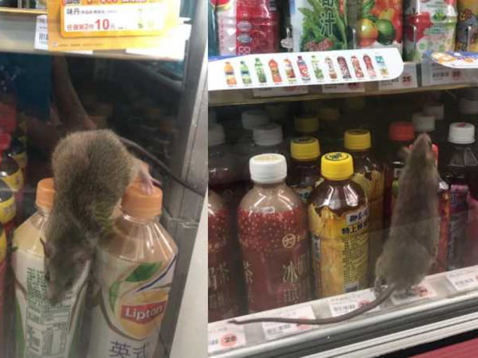 一只老鼠于摆放饮料的雪柜中爬来爬去。爆怨公社FB