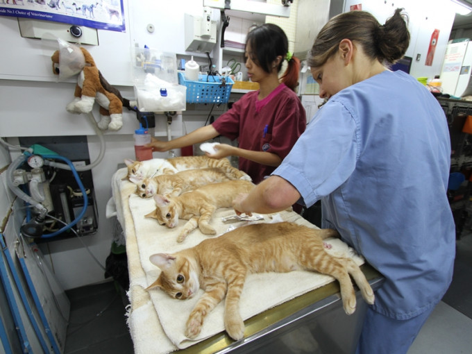 獸醫團隊會為流浪貓隻進行絕育手術。愛護動物協會相片