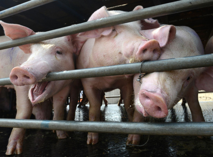 四川广安市近日截获一辆载有非洲猪瘟患病猪只的运猪车。资料图片