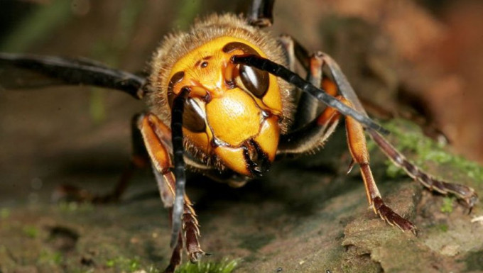 侵略性巨大的「杀人大黄蜂」（murder hornets）。网上图片