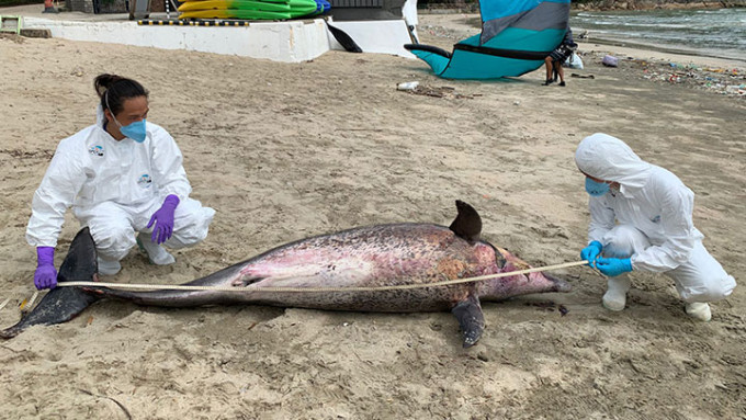 人員檢驗印度太平洋樽鼻海豚屍體。香港海洋公園保育基金提供