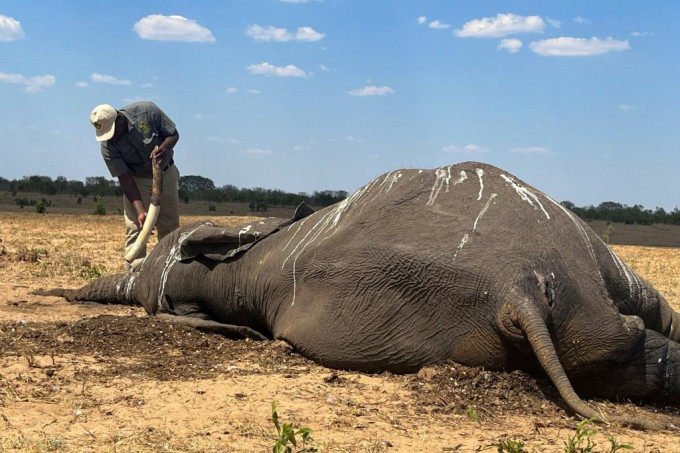 万盖国家公园工作人员在察看大象尸体。路透社