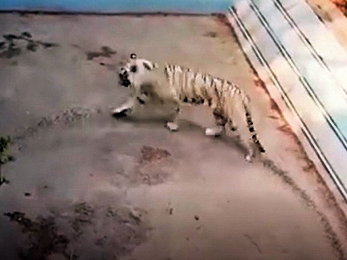 北京动物园老虎遭揭疯狂转圈疑患抑郁。影片截图