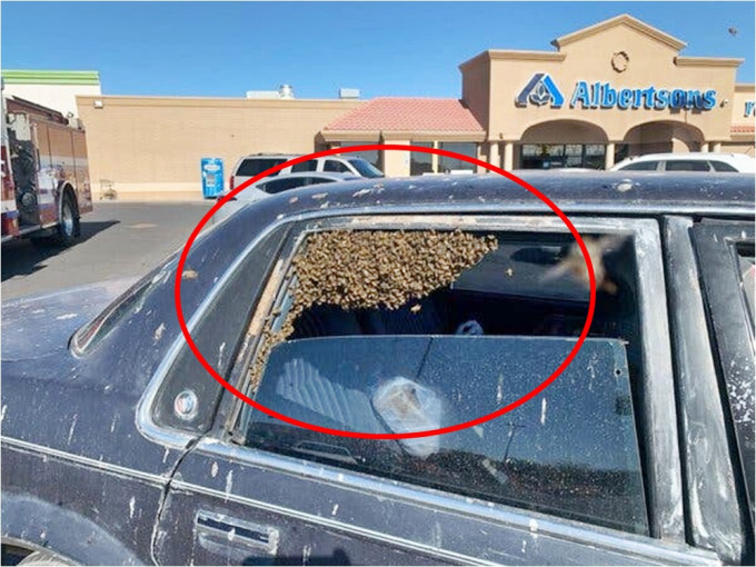 蜜蜂佔據了私家車的後座。網圖