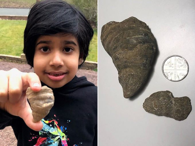 英國6歲男童後園挖出4.88億年前的「角珊瑚」化石。（網圖）