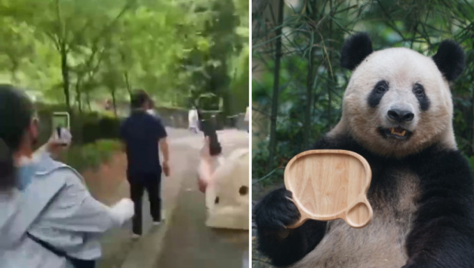 大熊猫专家被跟拍辱骂、大熊猫被虐不实信息广传。