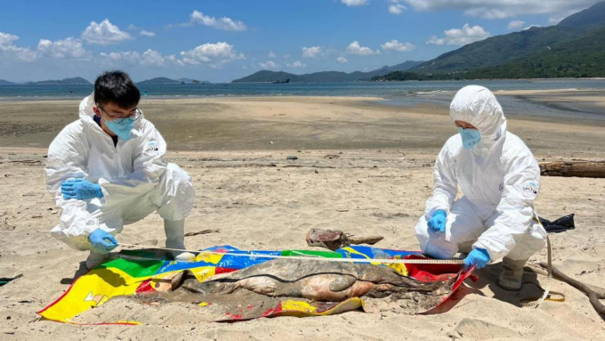 尸体已严重腐烂，属年幼中华白海豚。香港海洋公园保育基金提供图片
