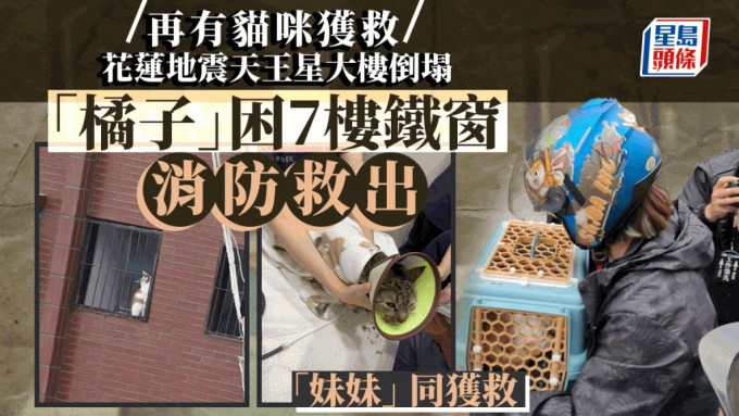 台湾花莲地震︱天王星大楼再有家猫获救 罹难康老师爱猫诱捕中