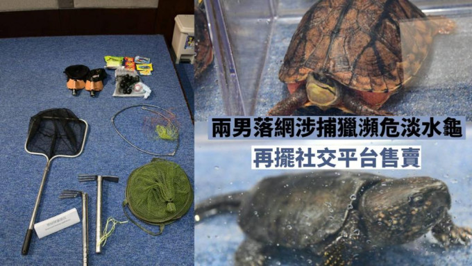 两名男子涉嫌捕猎濒危淡水龟售卖落网。