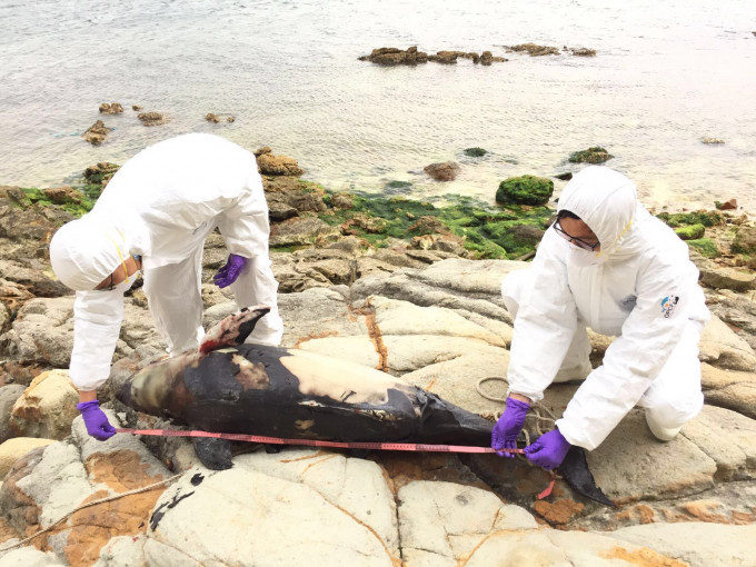 西贡茘枝庄发现搁浅江豚尸体。海洋公园保育基金
