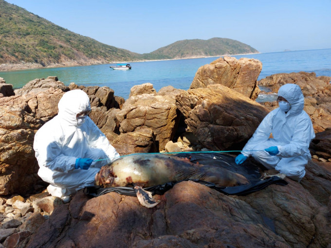 江豚屍體已嚴重腐爛。圖：香港海洋公園保育基金
